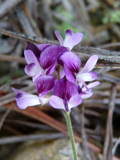 {Lespedeza procumbens}